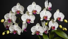 Разновидности орхидей с фото и названиями: Более 100 видов домашних и диких орхидей